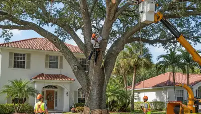 Arborists using bucket truck for large tree removal in Dania, Fort Lauderdale, FL residential area