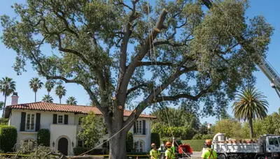 Arborists using bucket truck for large tree removal at Hollywood home near Fort Lauderdale, FL