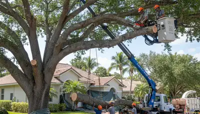 Arborists using bucket truck for large tree removal in Pompano Beach near Fort Lauderdale, FL