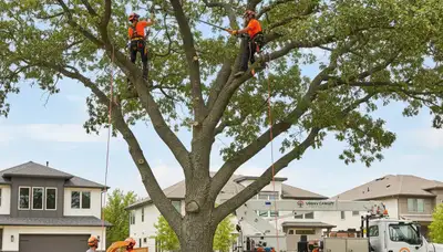 Arborist pruning palm tree branches in Fort Lauderdale FL for professional tree trimming service