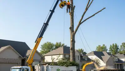 Certified arborists performing safe tree removal in Fort Lauderdale, FL residential neighborhood