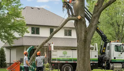 Professional tree removal service in Fort Lauderdale FL safely cutting tropical trees