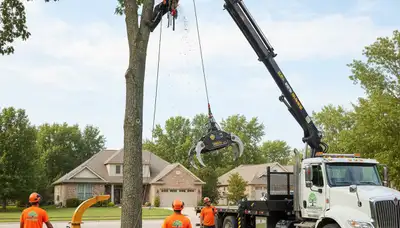 Professional tree removal service in Fort Lauderdale FL clearing storm-damaged palm trees