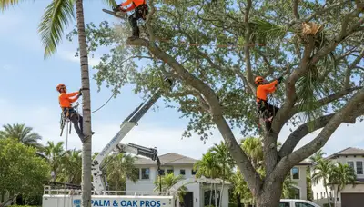 Professional tree removal service in Fort Lauderdale FL safely cutting large oak tree
