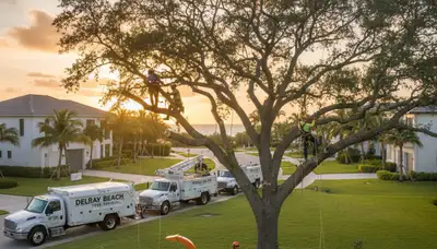 Professional tree removal service in Fort Lauderdale FL safely cutting and clearing large trees