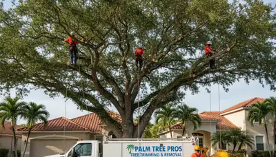 Professional tree removal service team in Fort Lauderdale FL safely cutting large oak tree