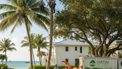 Professional tree removal service in Fort Lauderdale FL clearing large oak safely