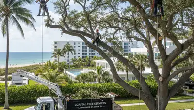 Professional tree removal service in Fort Lauderdale FL by certified arborists