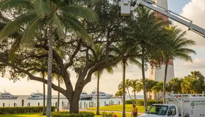 Professional tree removal service in Fort Lauderdale FL safely cutting and clearing large trees