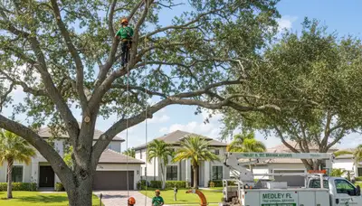 Professional tree removal service in Fort Lauderdale FL clearing large oak safely