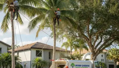 Professional tree removal service in Fort Lauderdale FL safely clearing large oak trees
