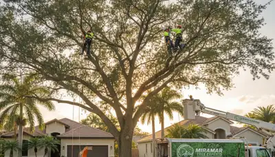 Professional tree removal service in Fort Lauderdale FL safely cutting and clearing large trees