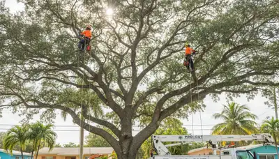 Professional tree removal service in Fort Lauderdale FL by expert arborists