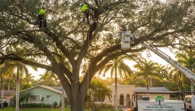 Professional tree removal service in Fort Lauderdale FL safely clearing trees and debris