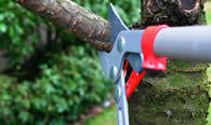 Tree Pruning Services in Fort Lauderdale FL