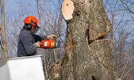 Tree Removal in Fort Lauderdale FL