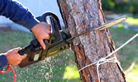 Tree Trimming in Fort Lauderdale FL